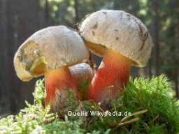 Schoenfussroerhgrling